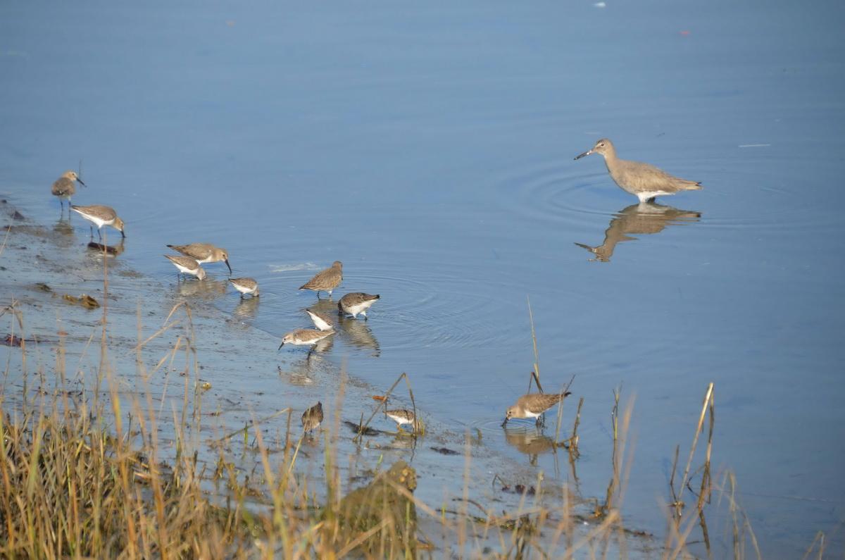 Birds on shoreline 