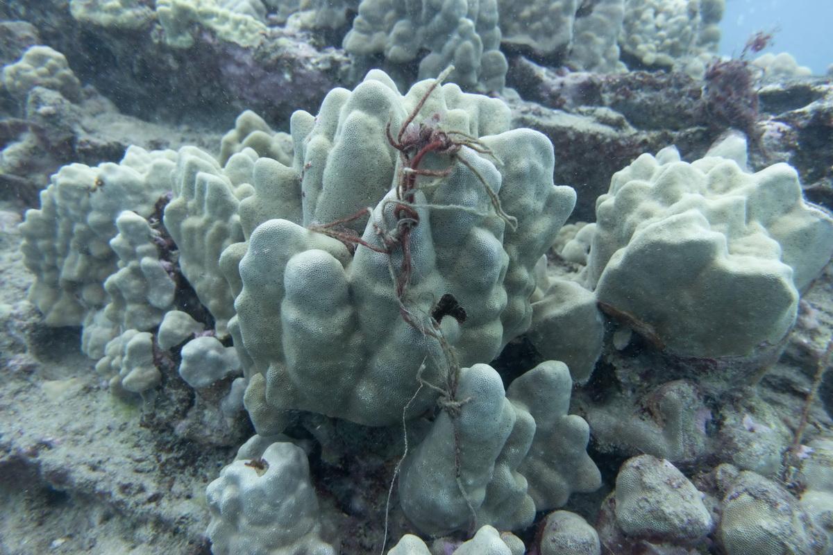 Line and lead on coral