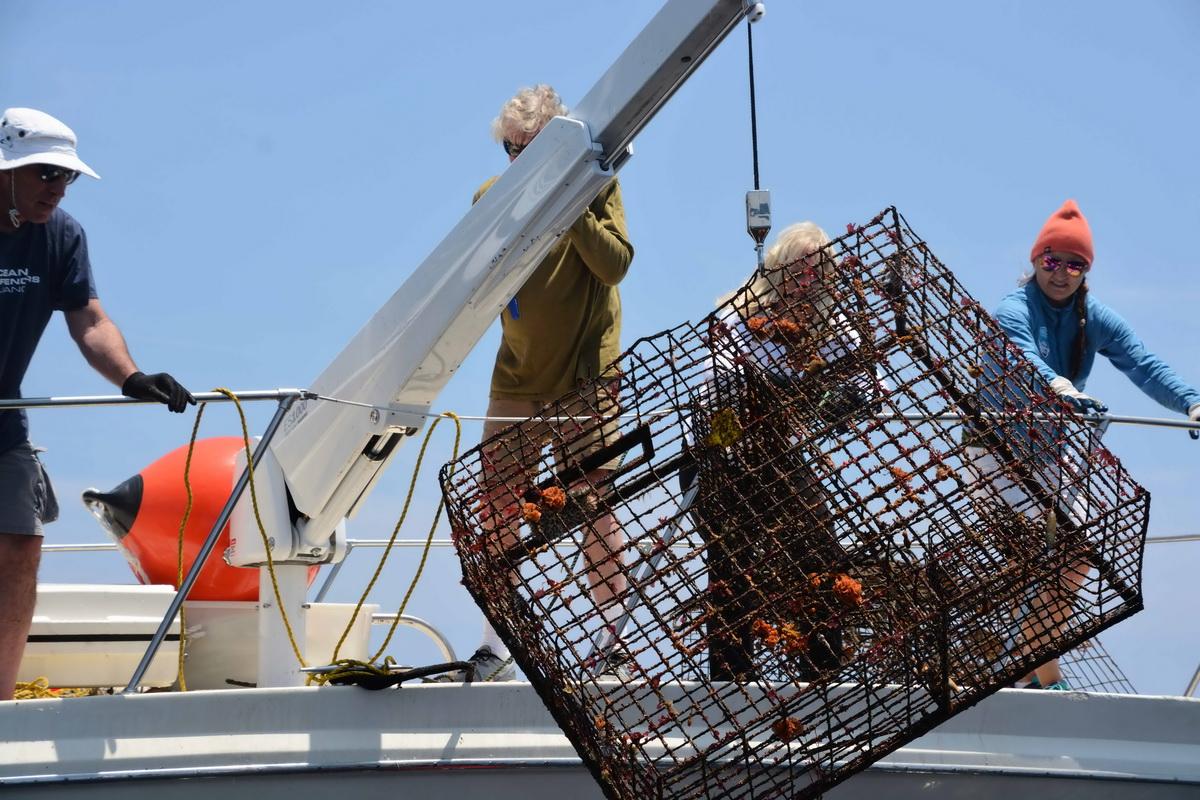 Lobster trap being removed