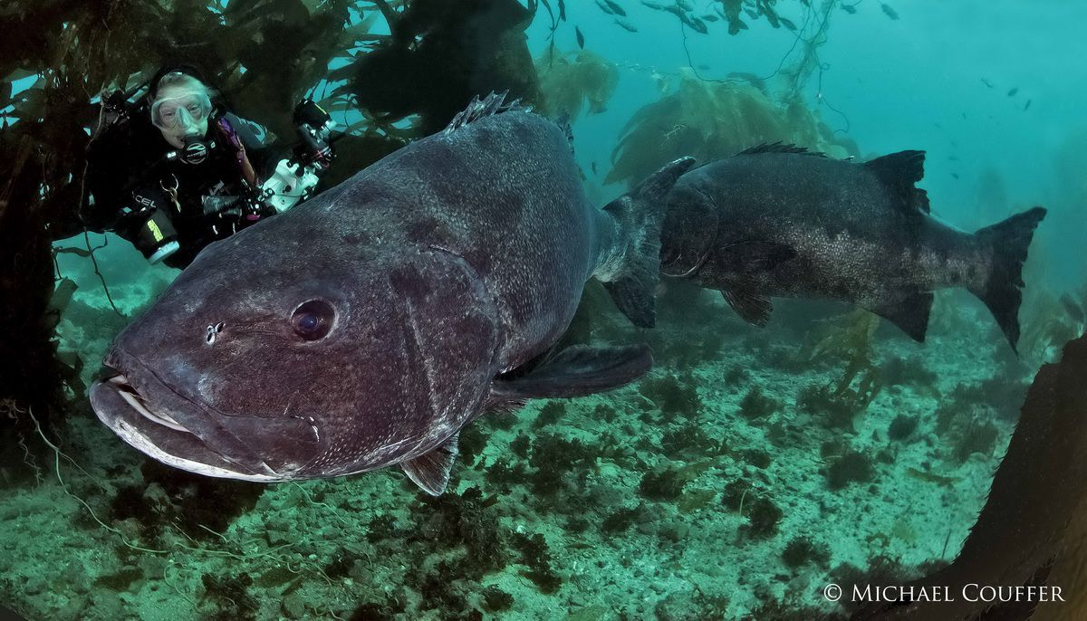 news 2019 11 27 2c (02) Adult Giant Sea Bass