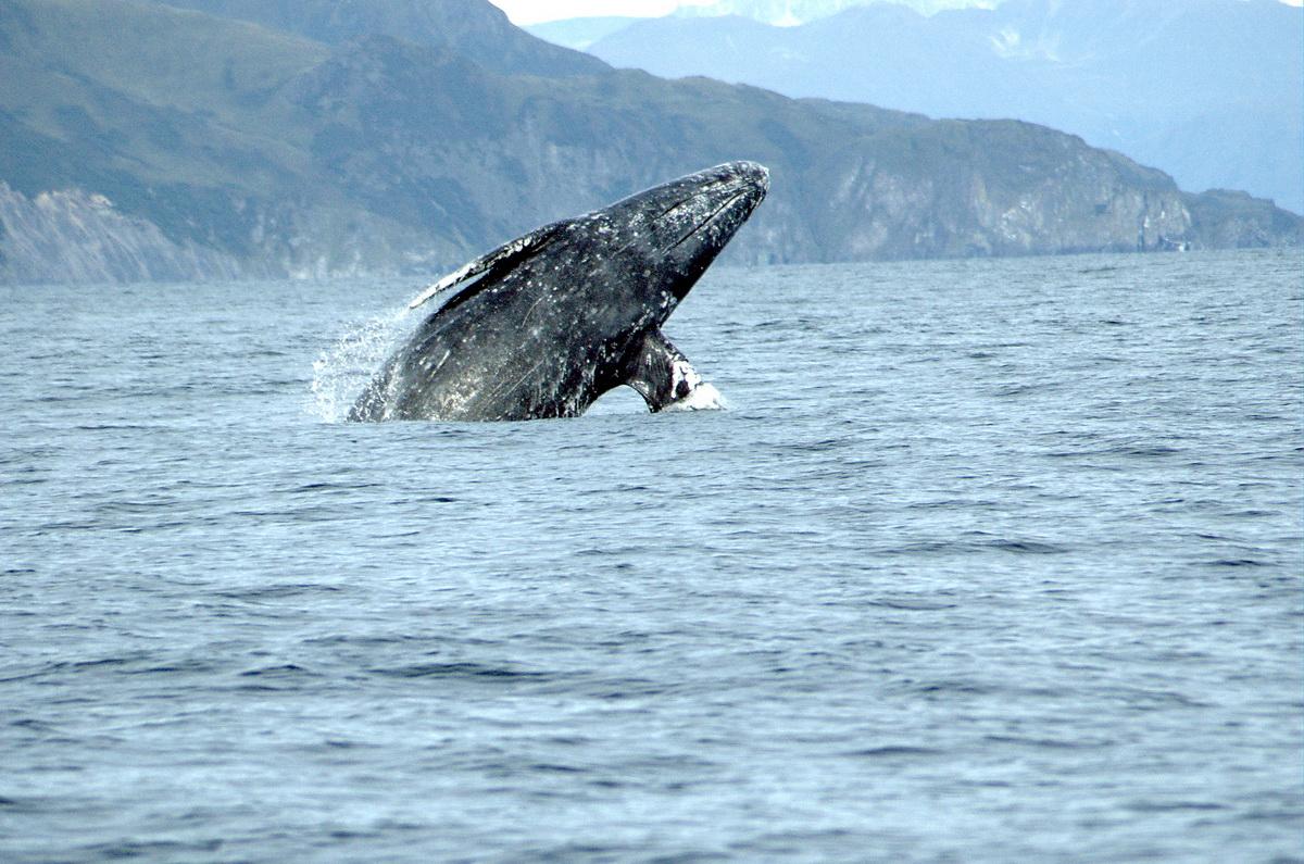 Happy gray whale