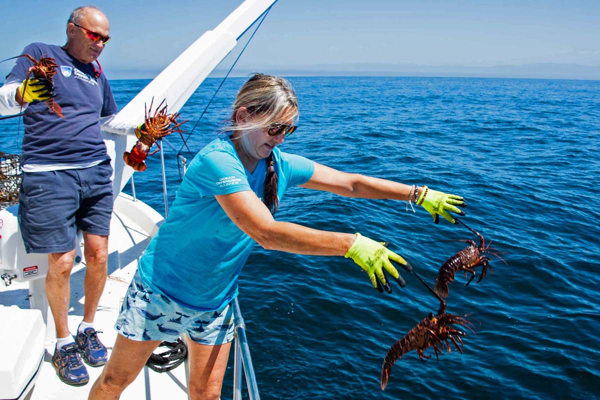 Crew releasing lobsters Kim