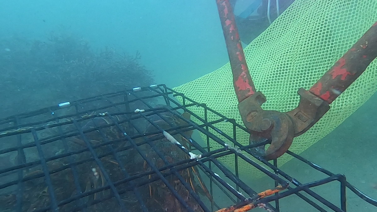 Cutting lobster trap to free animals