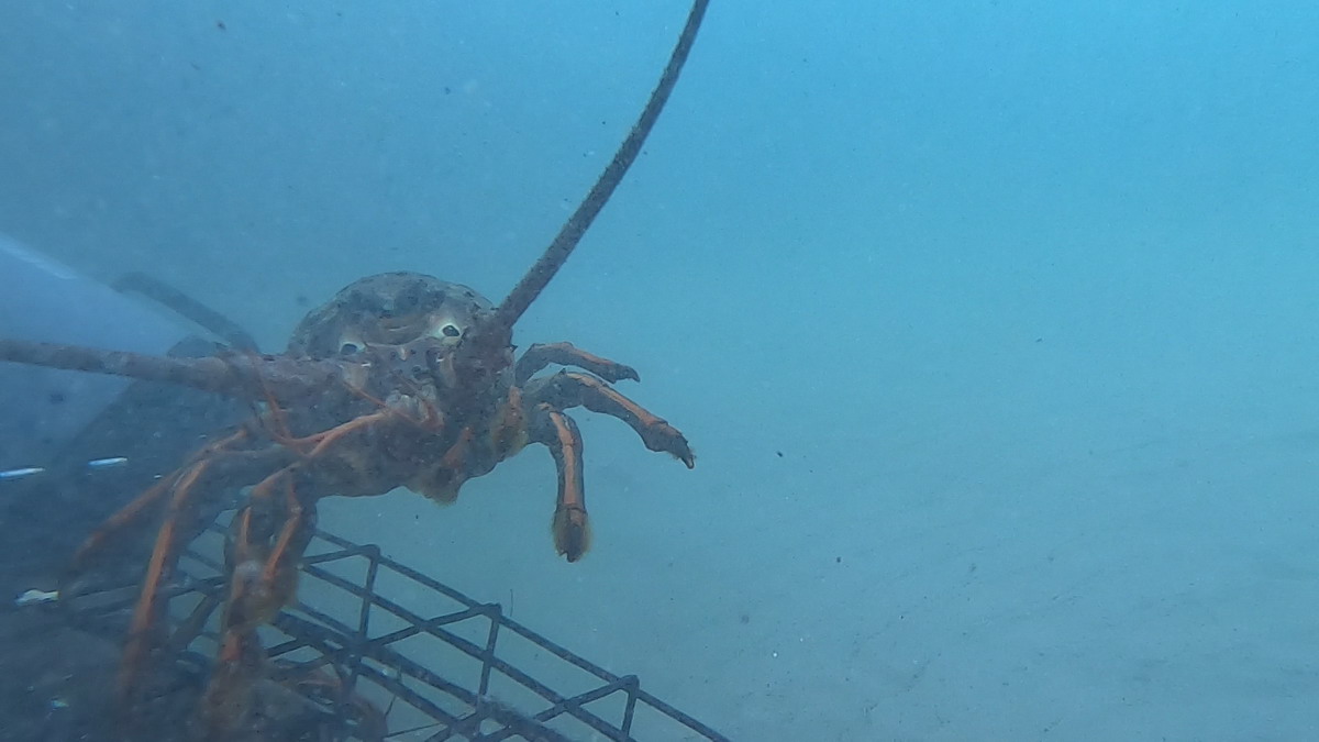 Trapped lobster swims free