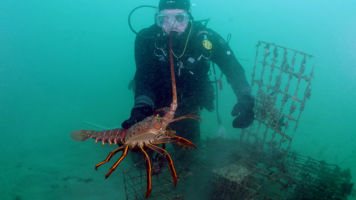 Laguna lobster release, 2017