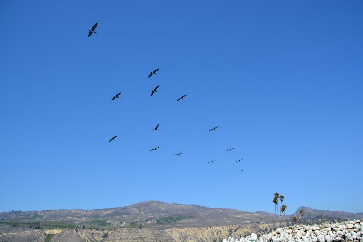 Flock of Pelis