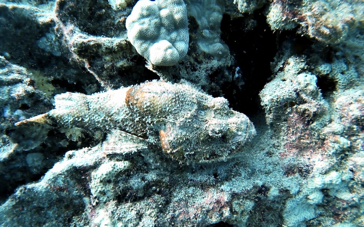 Camoflauged fish in the coral
