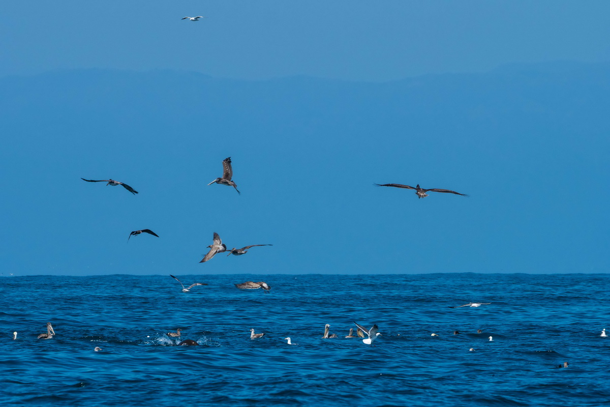 Sea birds off the Ventura Coast