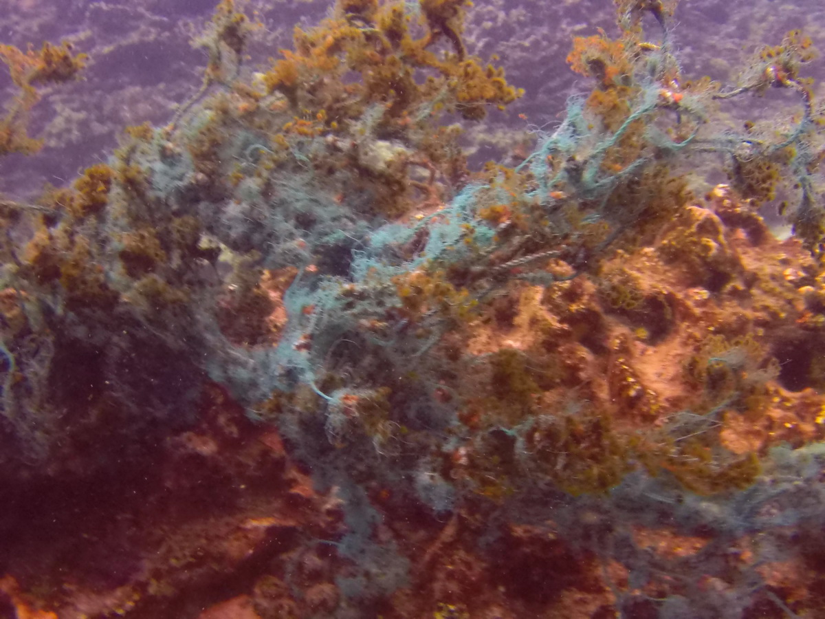 Fishing net stuck to coral