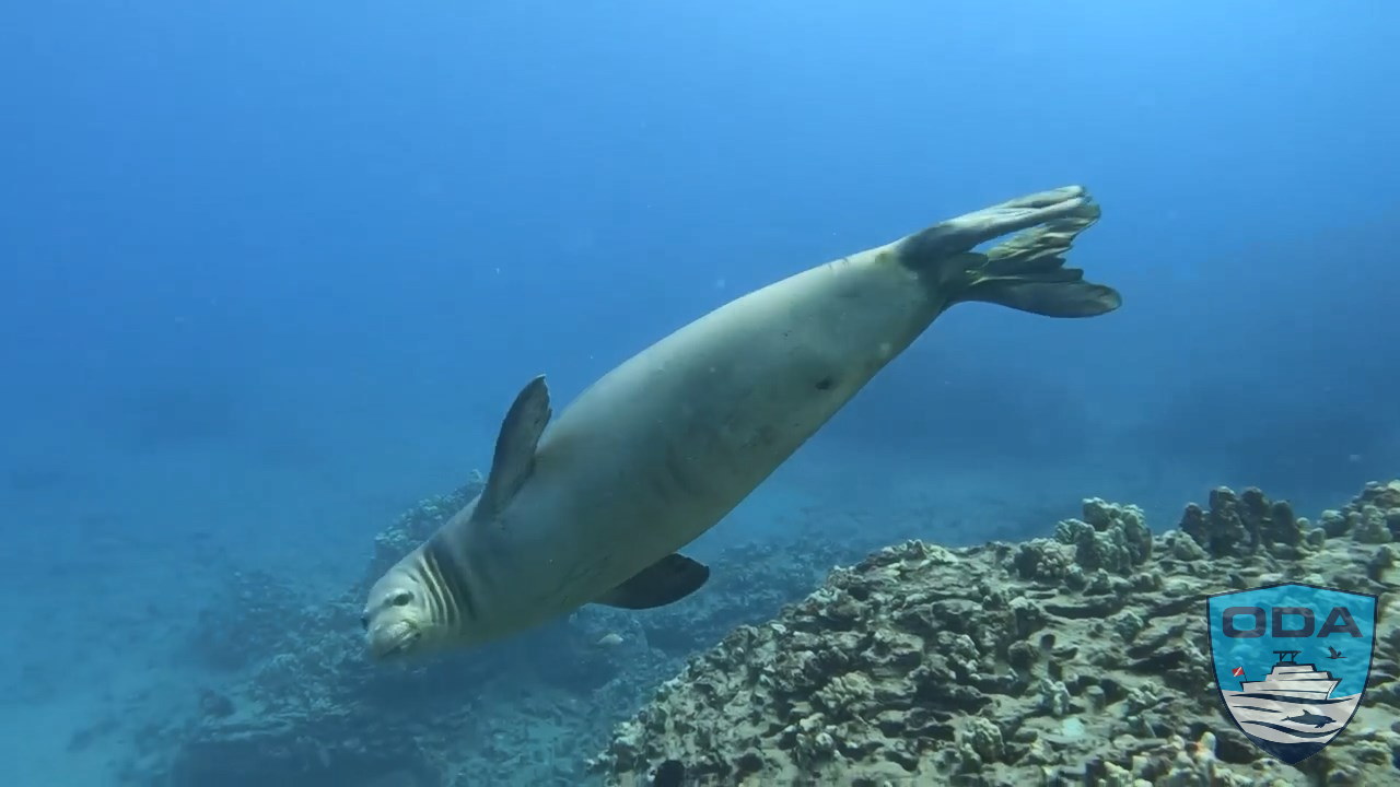 ODA divers saw monk seal