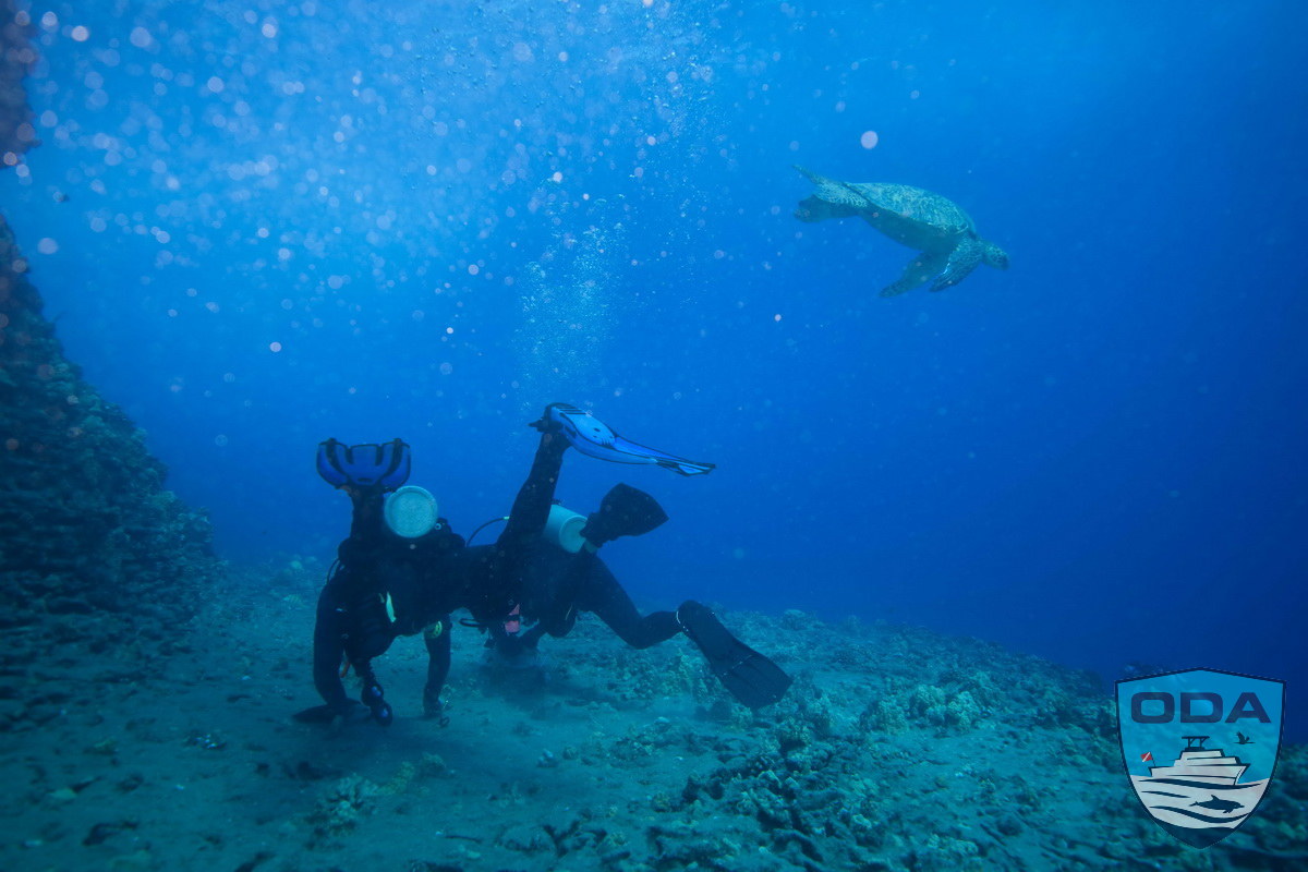 Sea turtle visits ODA SCUBA Divers removing debris 