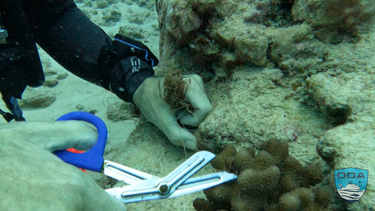 Diver uses scissors to remove fishing line